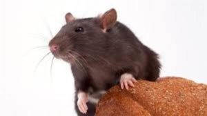 Rat and Mouse Exterminator Scottsdale