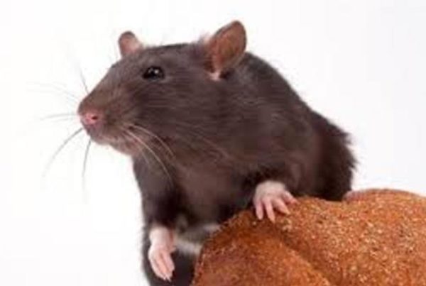 Rat and Mouse Exterminator Scottsdale